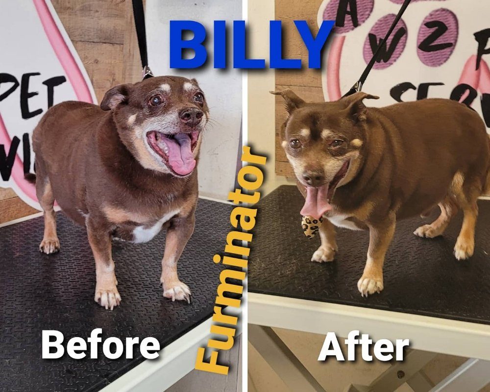 billy chihuahua furminator before after