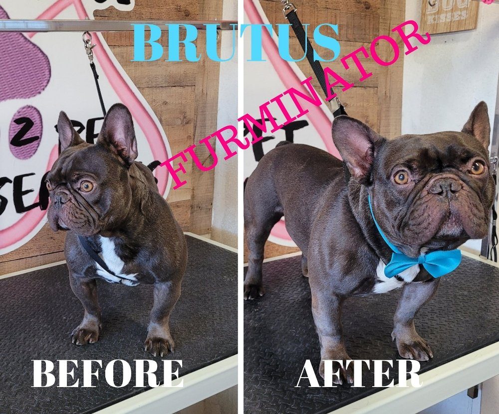 brutus frenchie furminator before after