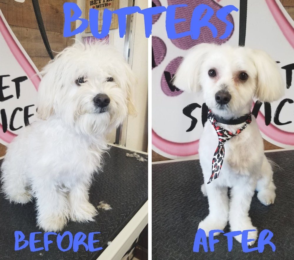 butters maltese before after