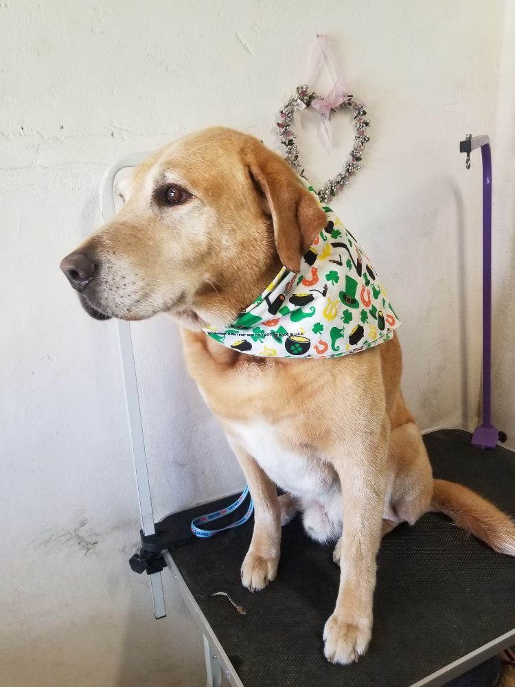 Pet Grooming by Joyful PawZ Pet Services