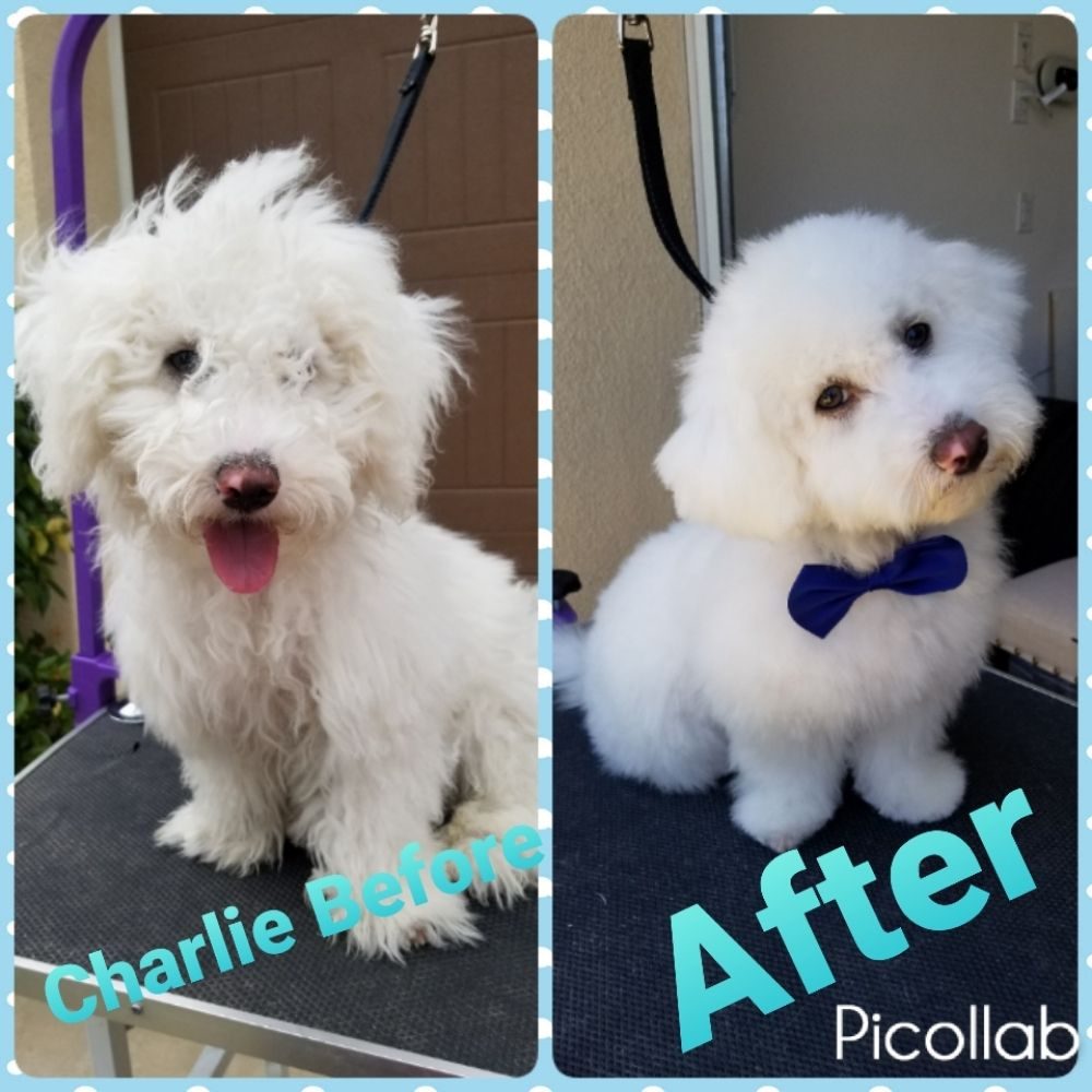charlie bichon before after