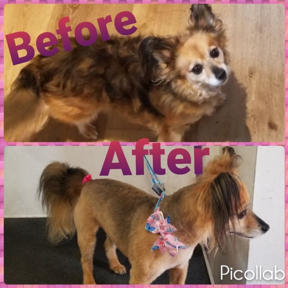 chihuahua mix before after trim