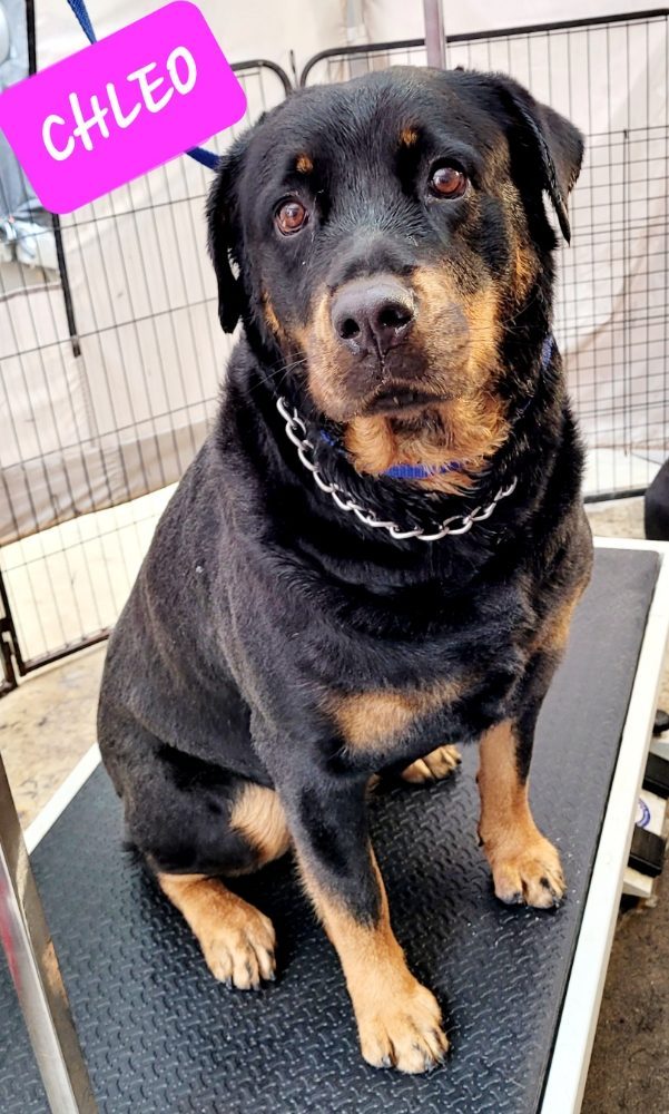 chleo rottweiler groomed