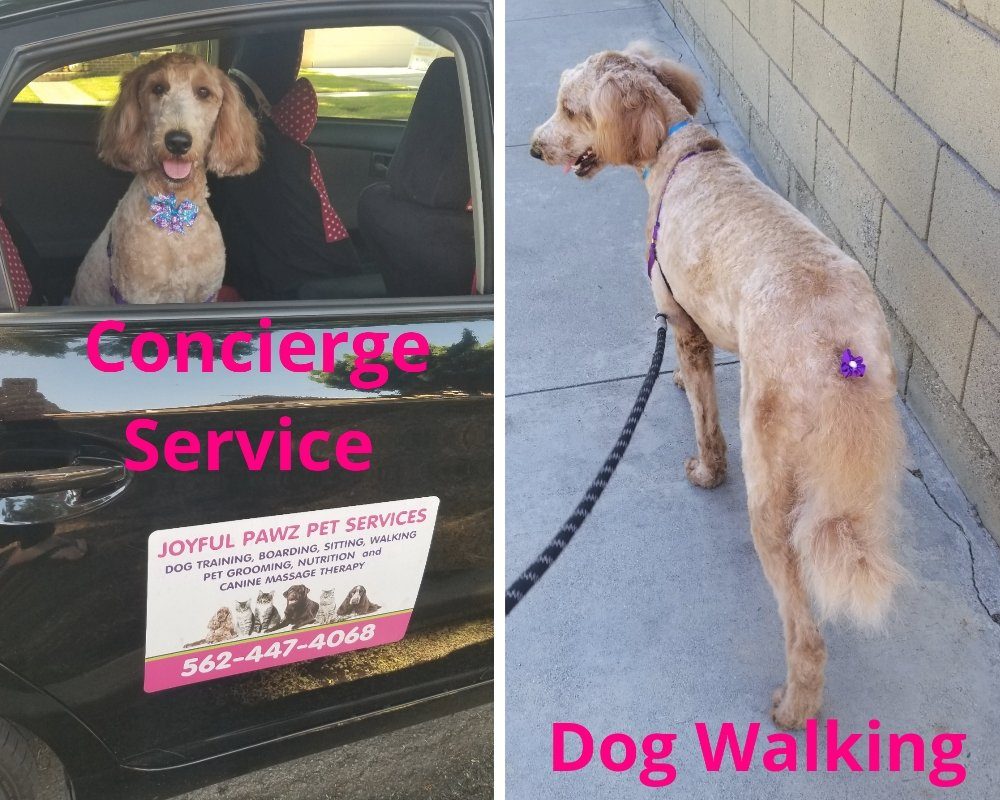 Pet Care That Comes to You