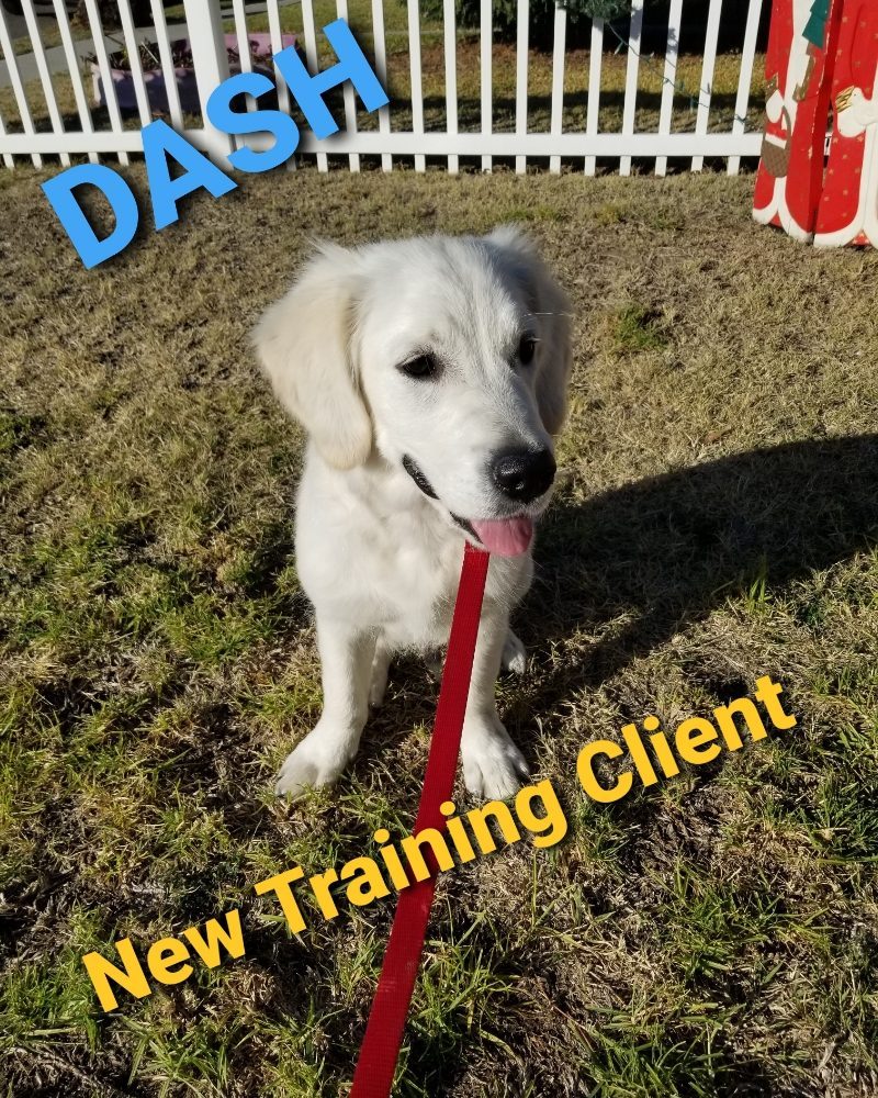 dash golden retriever new training client