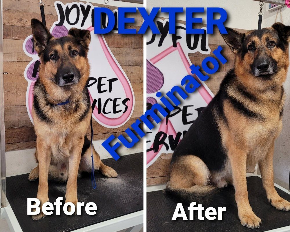dexter german shepherd furminator before after