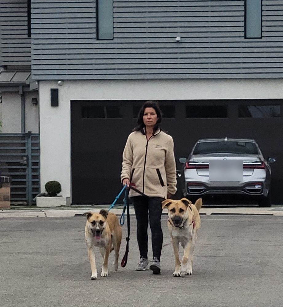 dog walking two dogs street