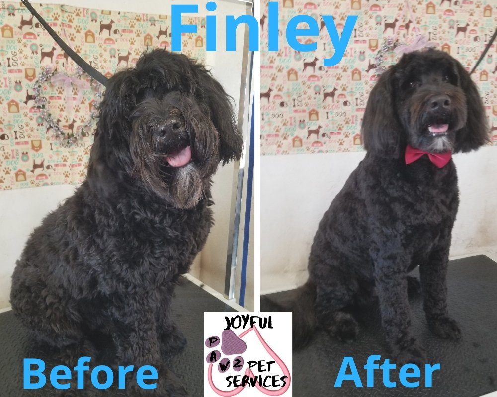 finley before after grooming