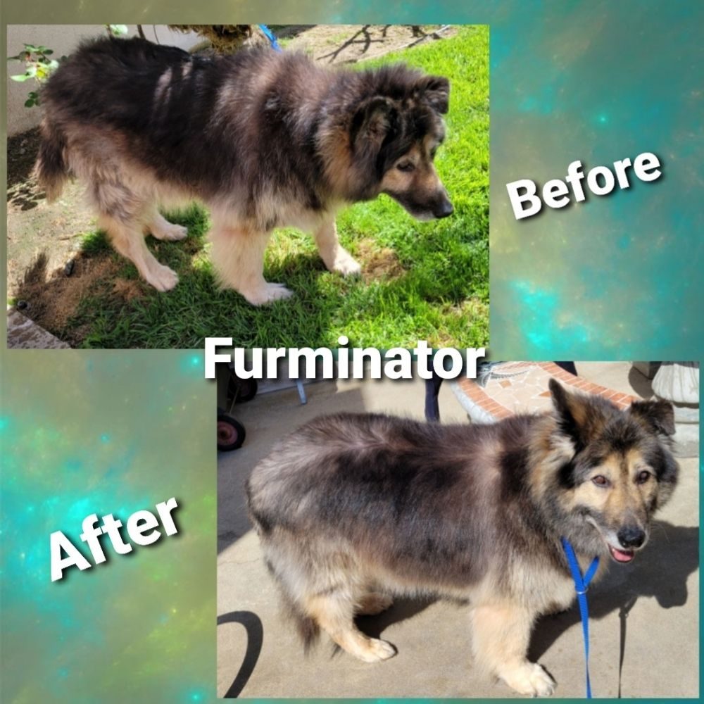 furminator deshed shepherd before after