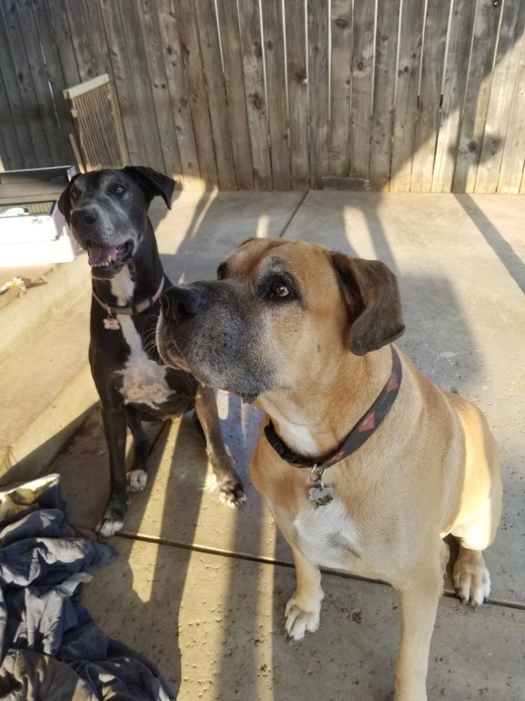 great dane mastiff patio