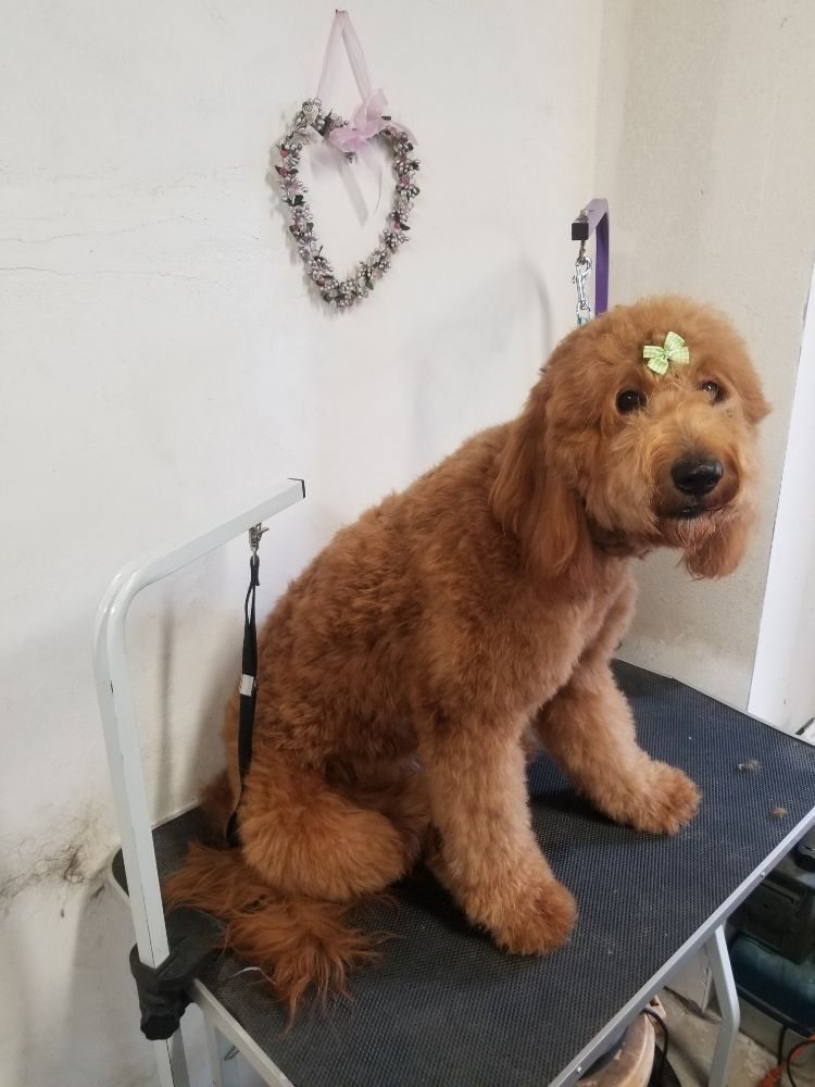 Canine Massage Therapy & Pet Nutrition in Huntington Beach, CA