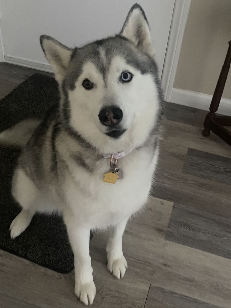 husky home visit portrait