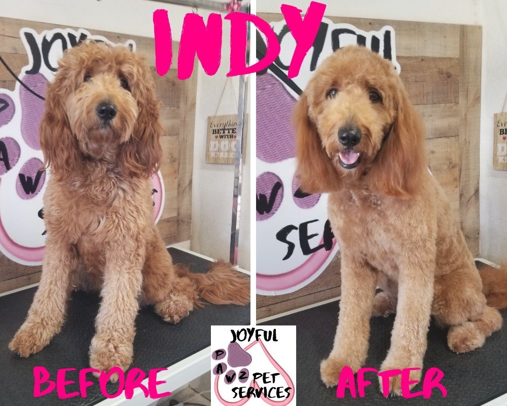 indy goldendoodle before after