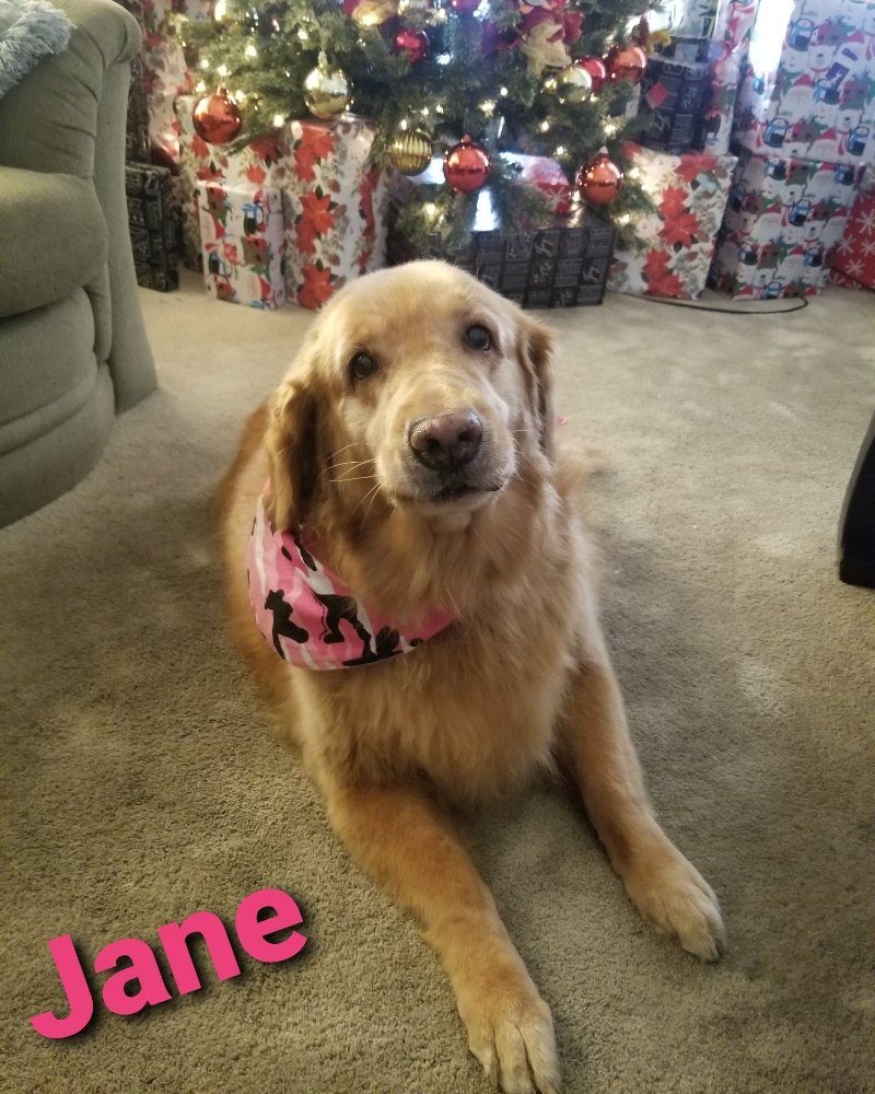 jane golden retriever christmas
