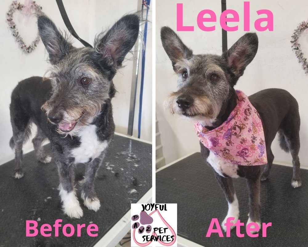leela terrier mix before after