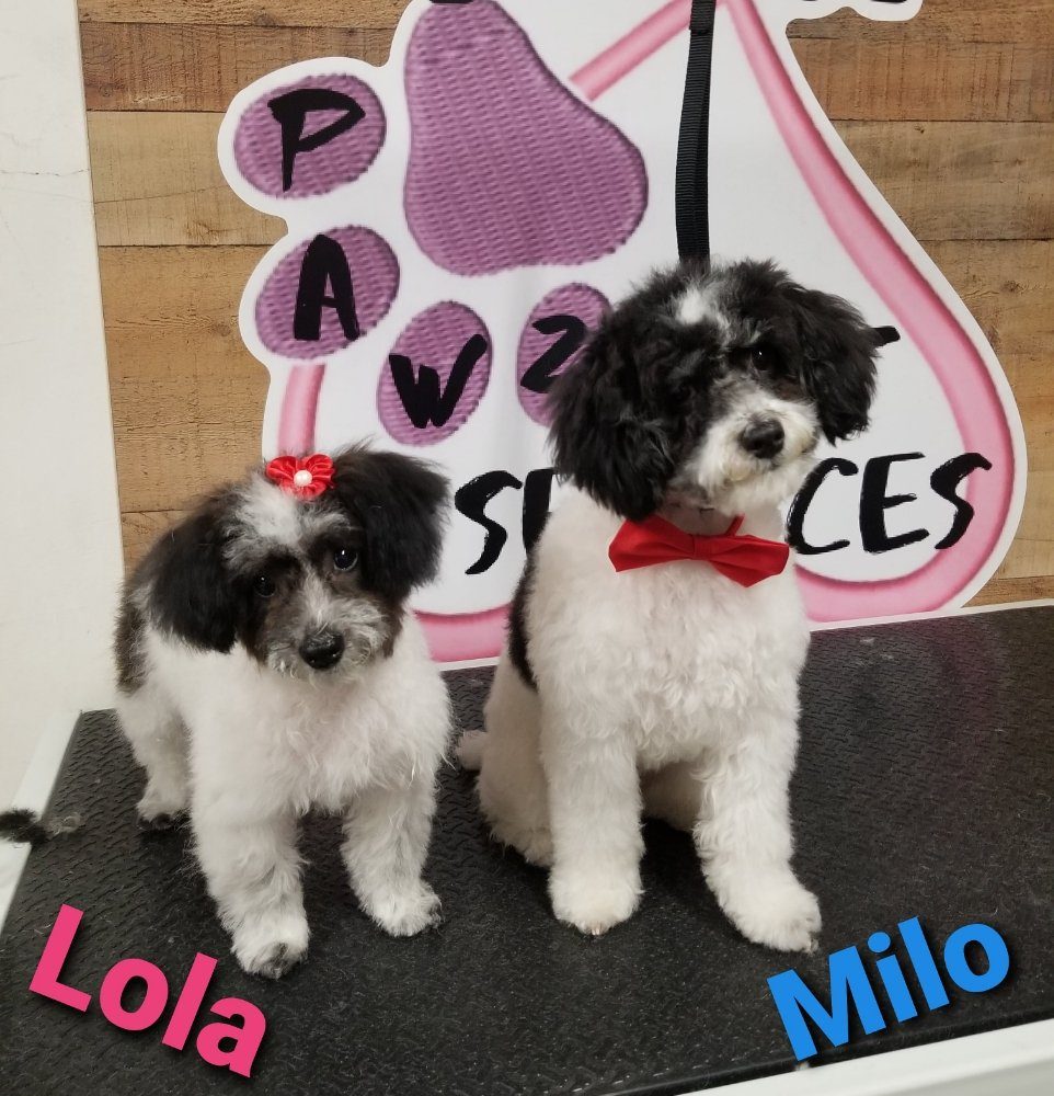 lola milo groomed puppies