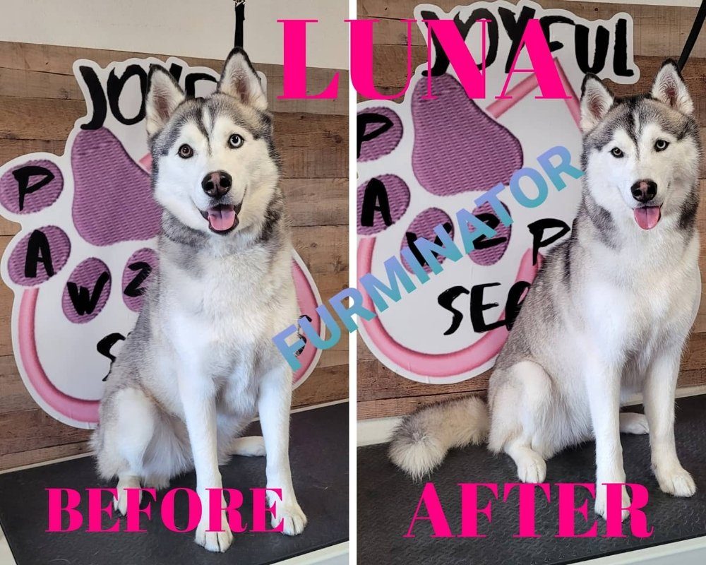 luna husky furminator before after