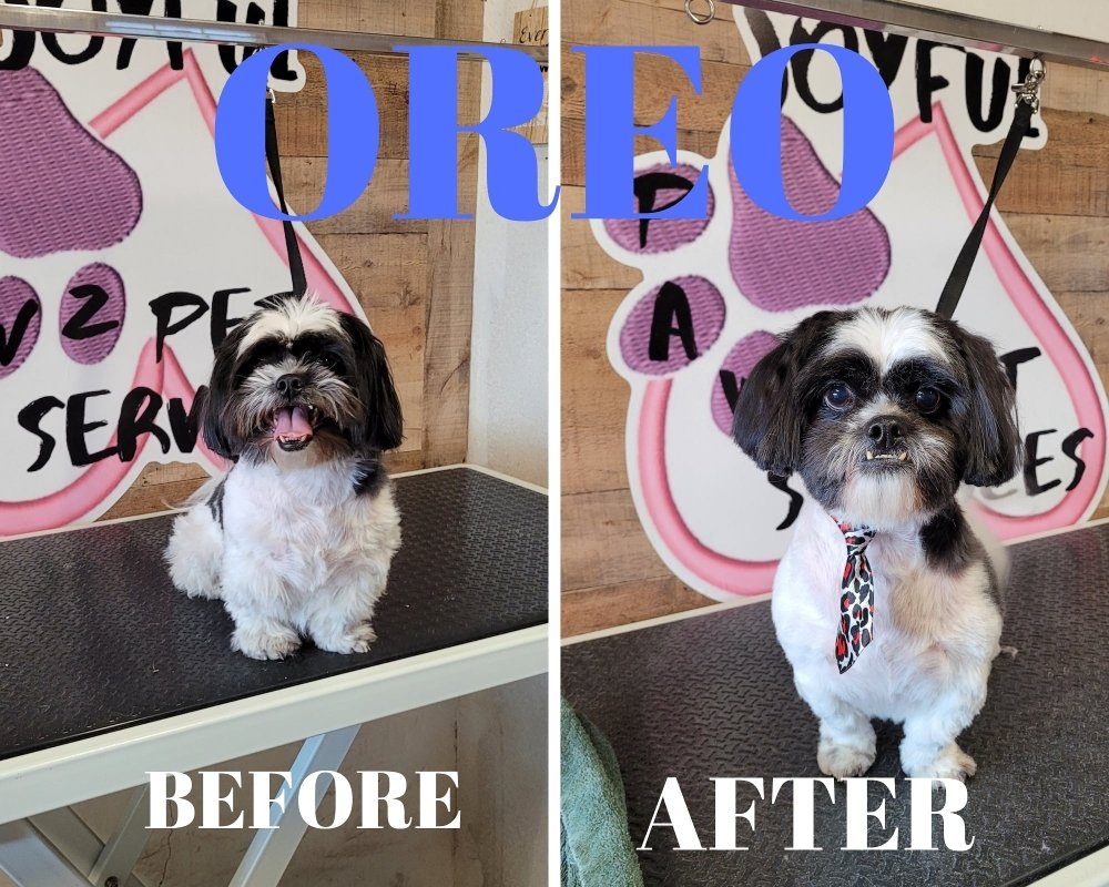 oreo shih tzu before after