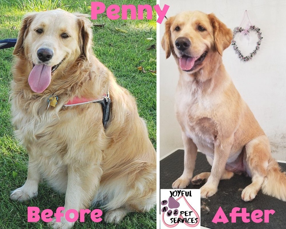 penny golden retriever before after