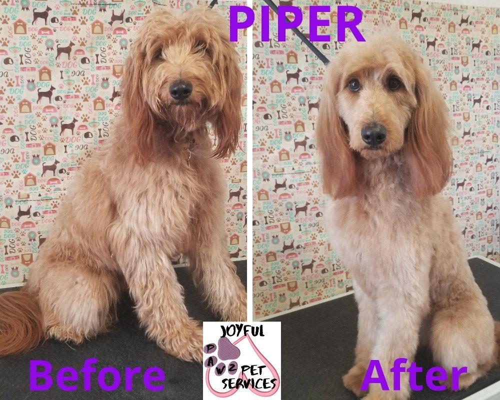 piper goldendoodle before after