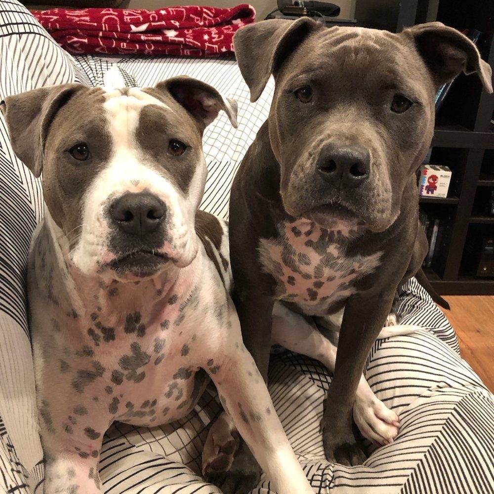 pitbull pair couch sitting