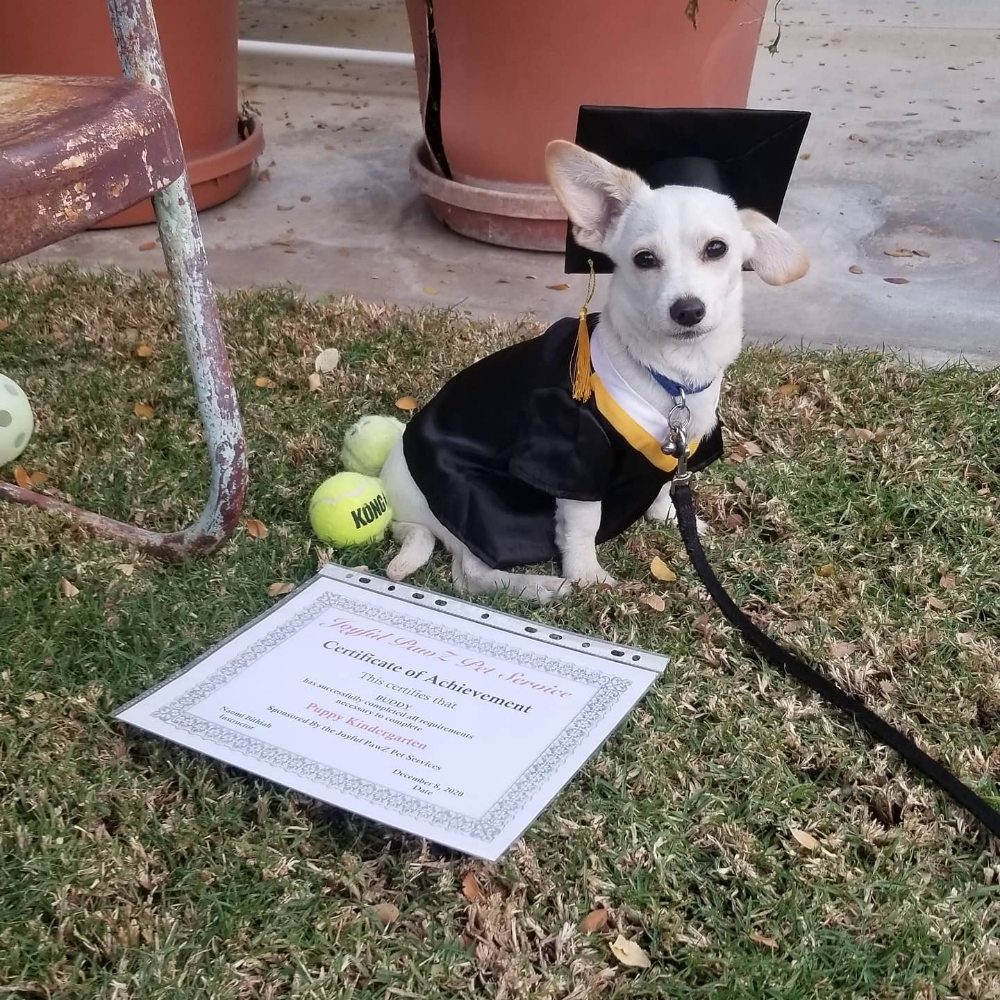 Programs From Puppy Basics to Service Dogs