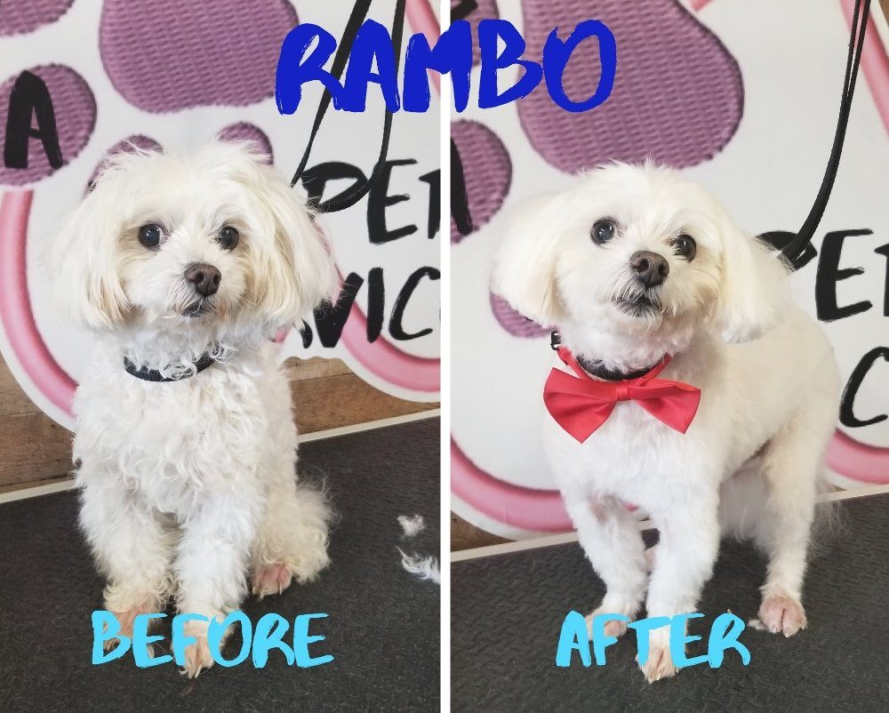 rambo maltese before after