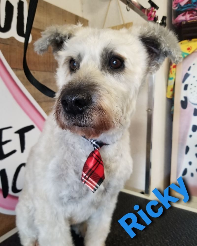 ricky schnauzer mix plaid tie