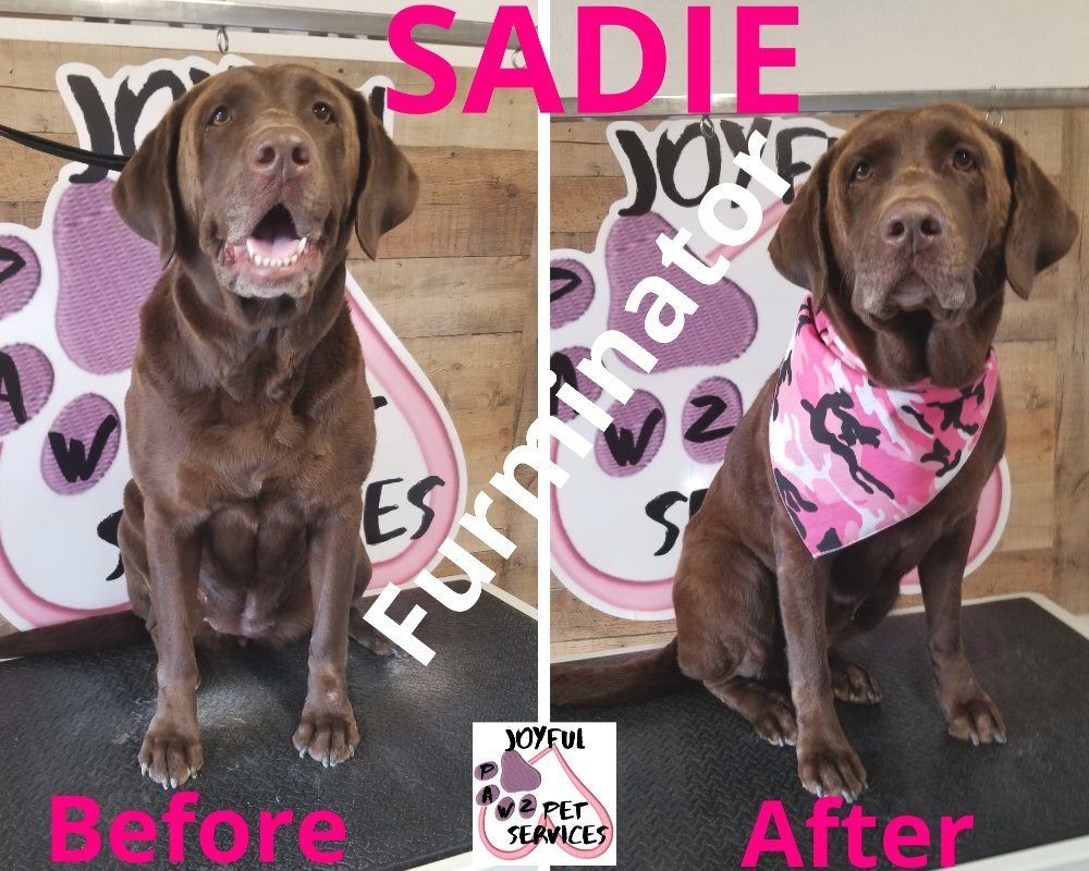 sadie chocolate lab furminator before after