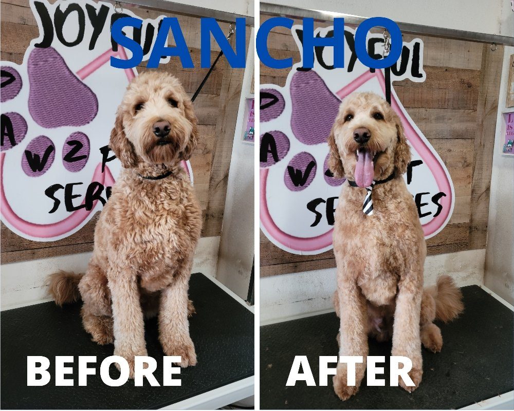 sancho goldendoodle before after