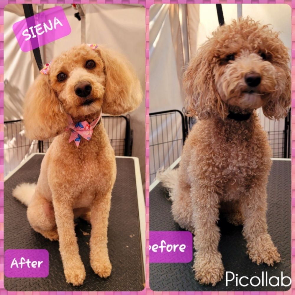 siena poodle before after