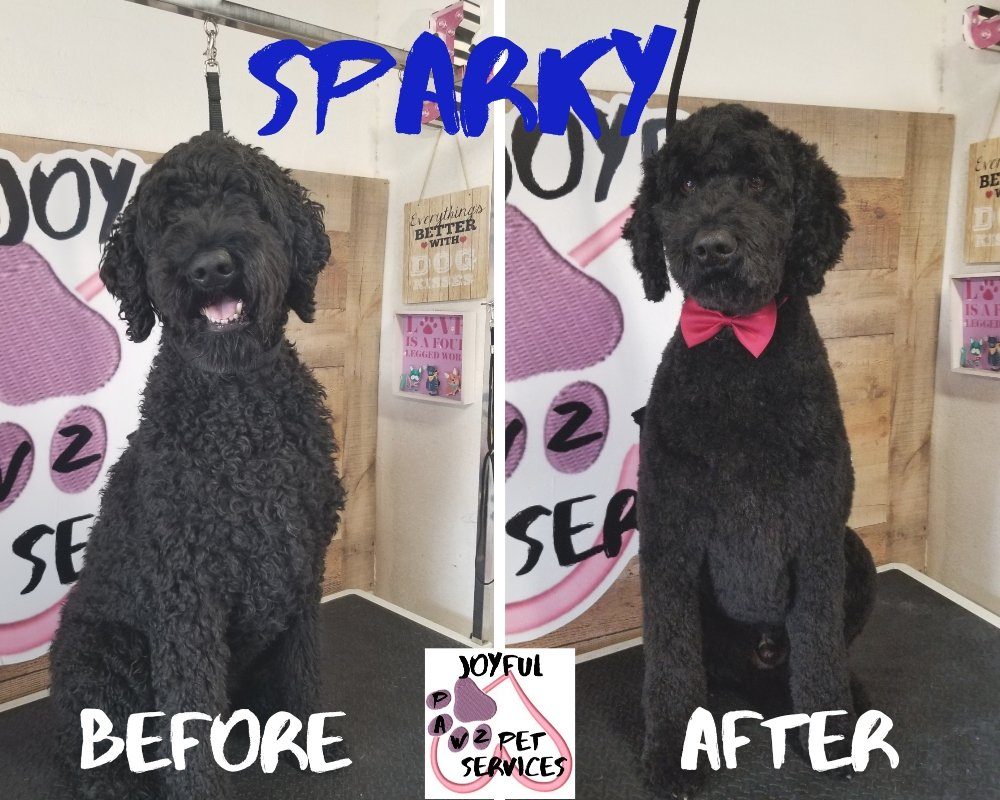 sparky black doodle before after