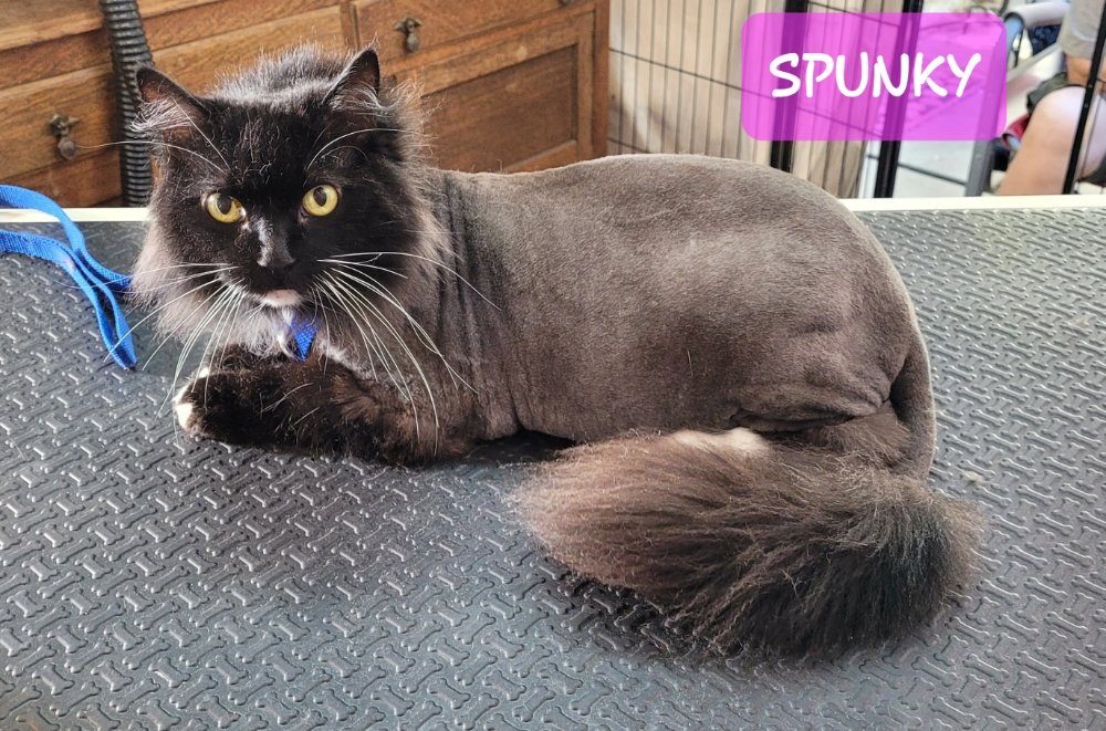 Lion Cuts, Baths, and Nail Care for Cats