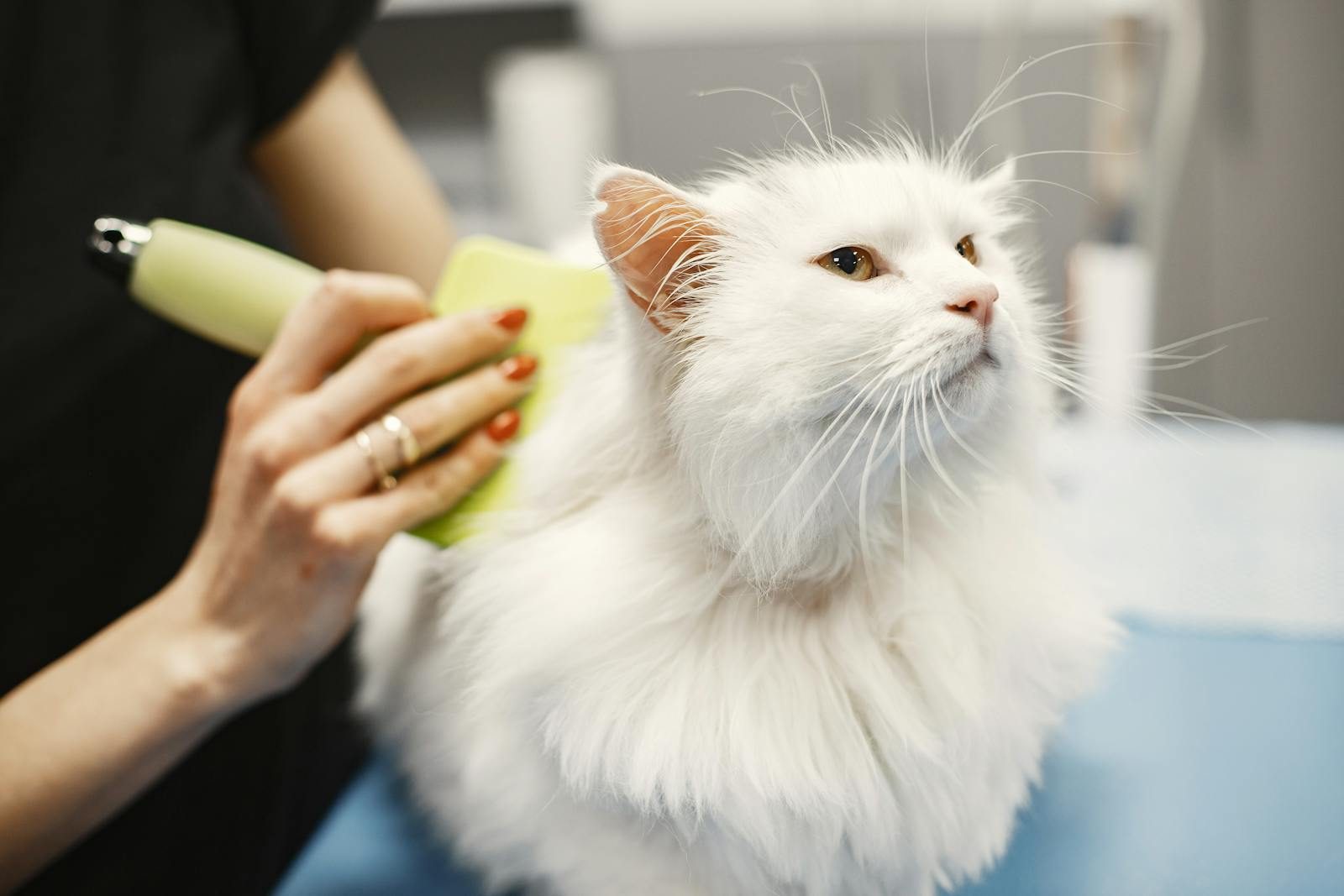 Cat Grooming in Huntington Beach, CA