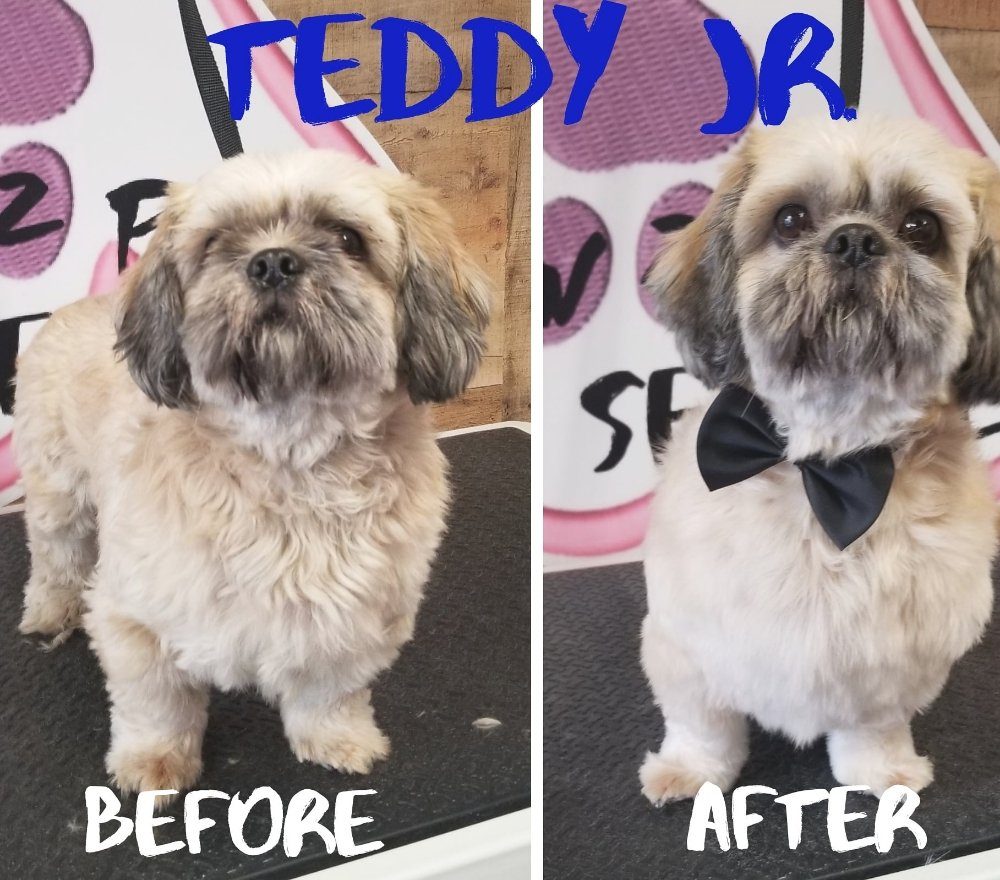 teddy jr before after grooming