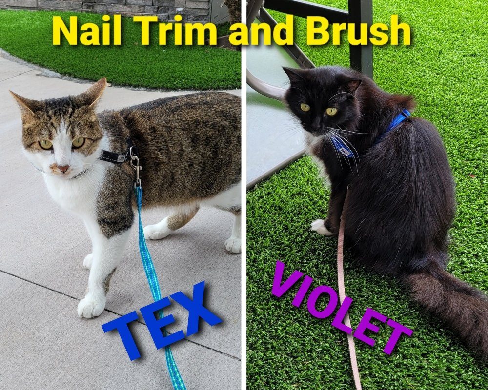 Yes, I Groom Cats Too