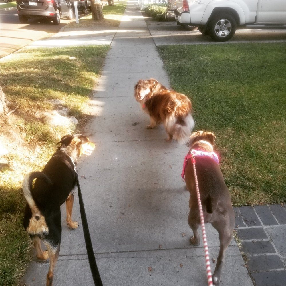 Pet Pick-Up & Drop-Off Concierge in Huntington Beach, CA