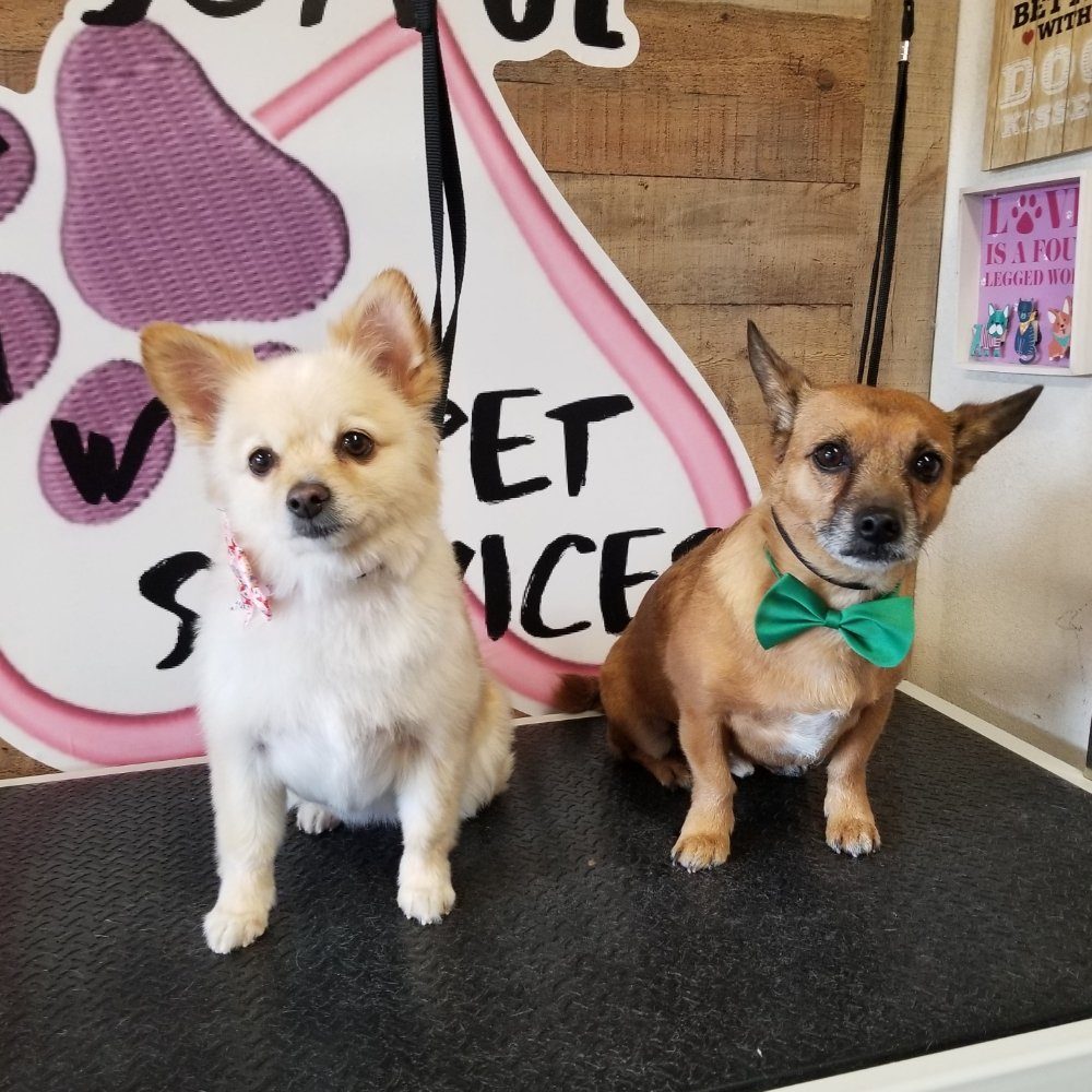Freshly groomed pair posing with the Joyful PawZ sign