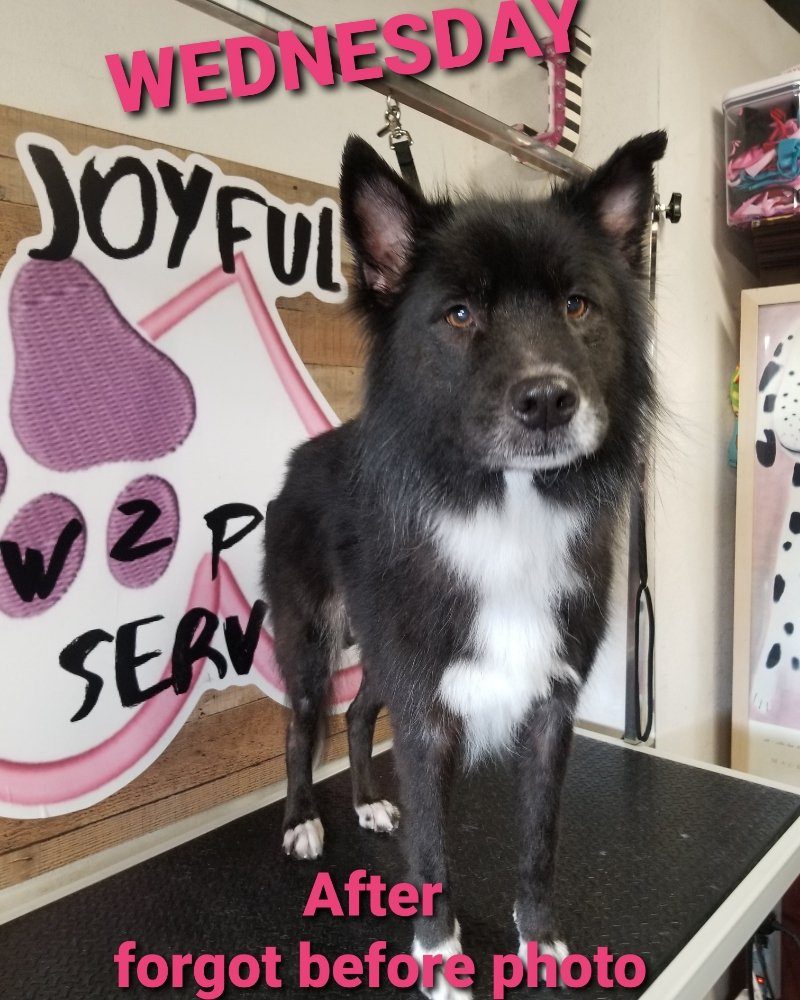 wednesday after groom