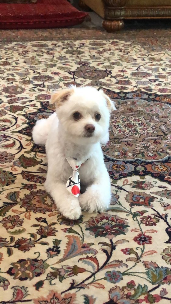 white maltese mix necktie rug