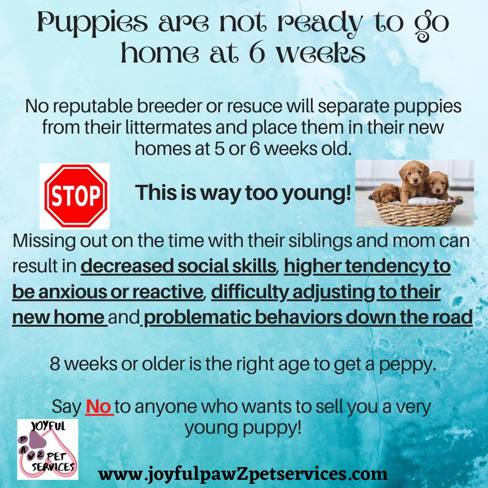 Joyful PawZ pet care tip flyer