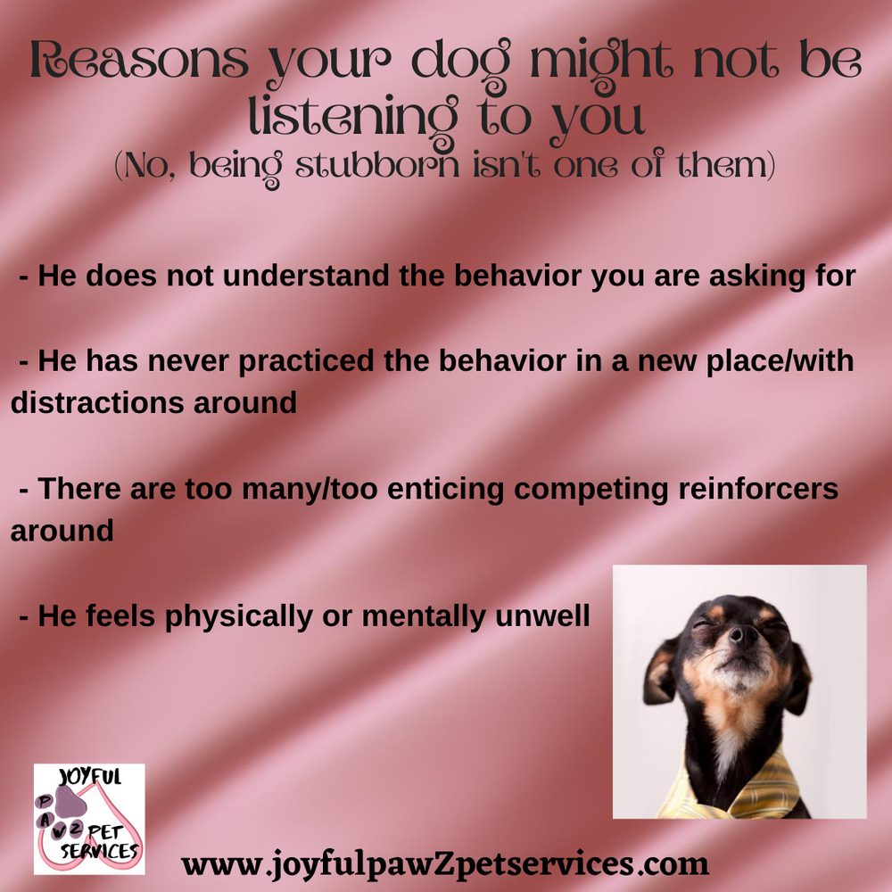 Joyful PawZ pet care tip flyer