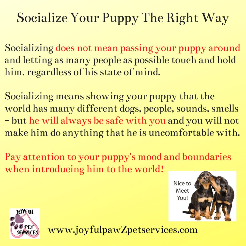 Joyful PawZ pet care tip flyer