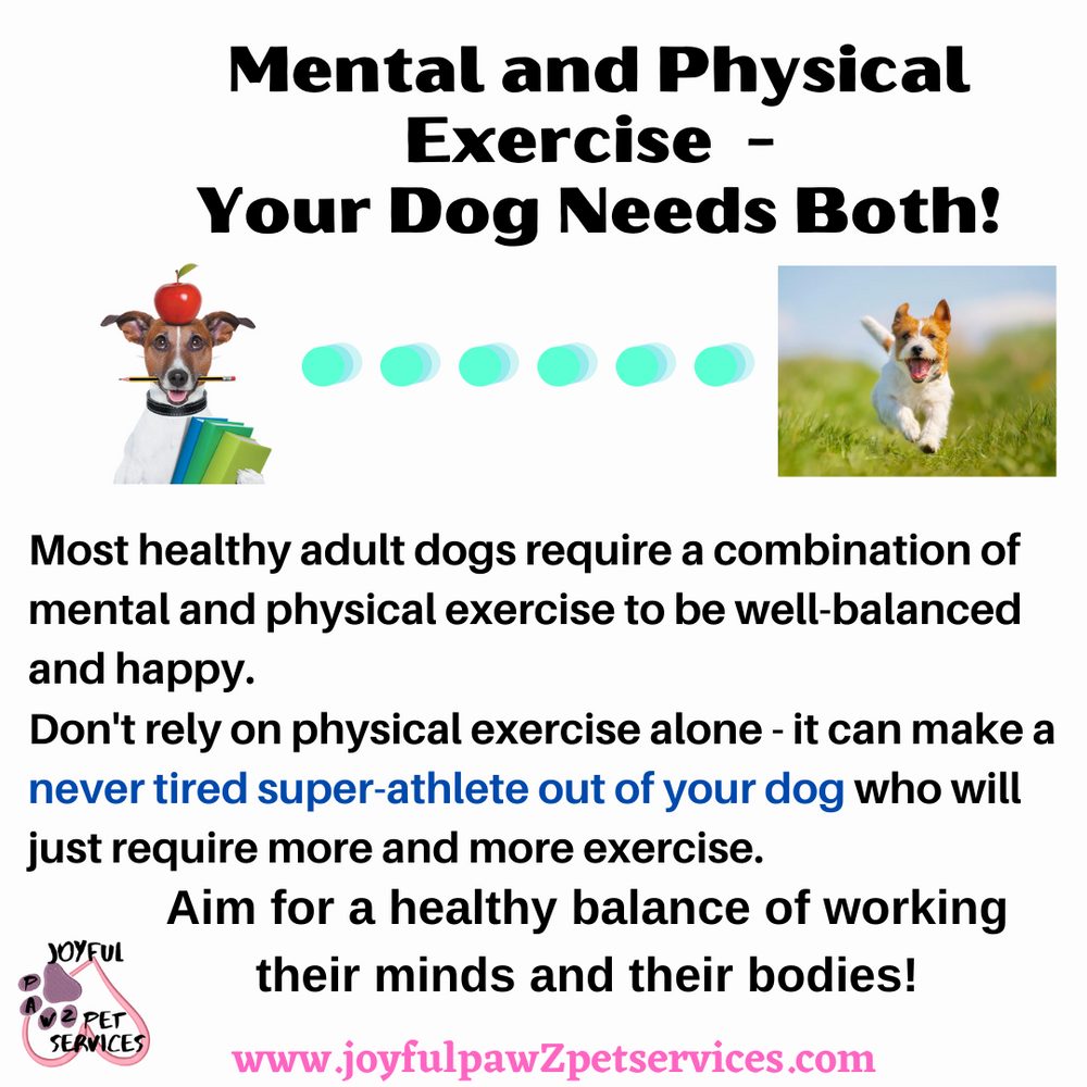 Joyful PawZ pet care tip flyer
