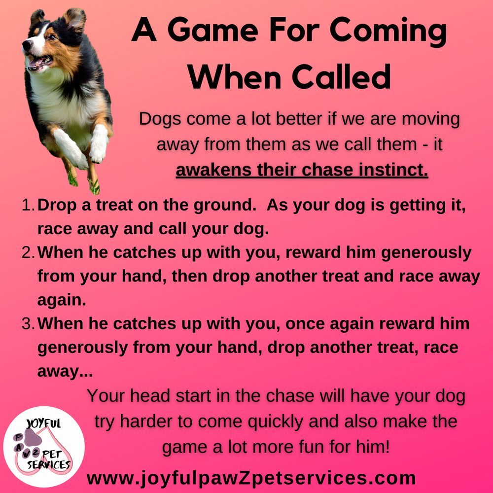 Joyful PawZ pet care tip flyer