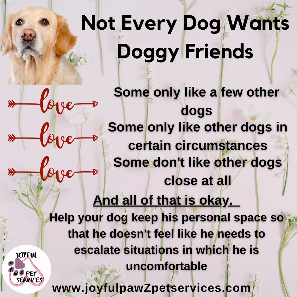 Joyful PawZ pet care tip flyer