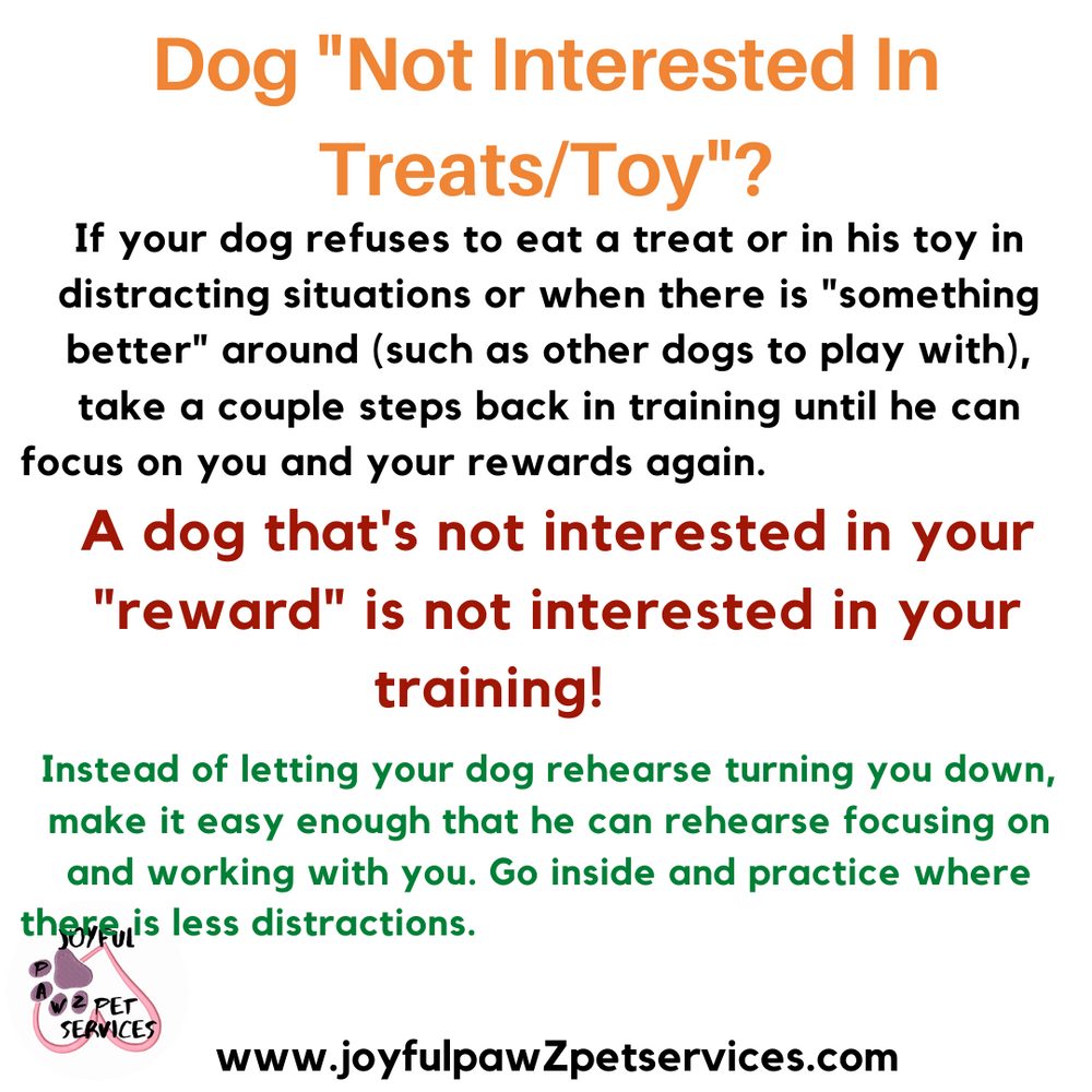 Joyful PawZ pet care tip flyer