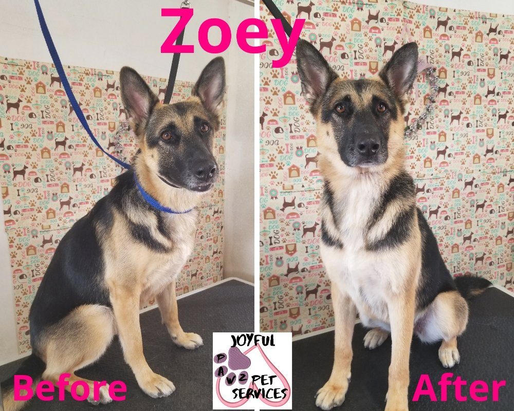 zoey german shepherd before after